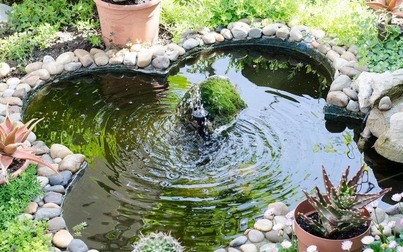 Koi Pond