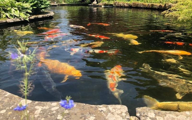 Koi Pond
