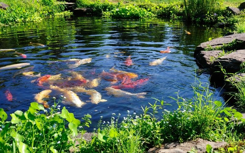Koi Pond
