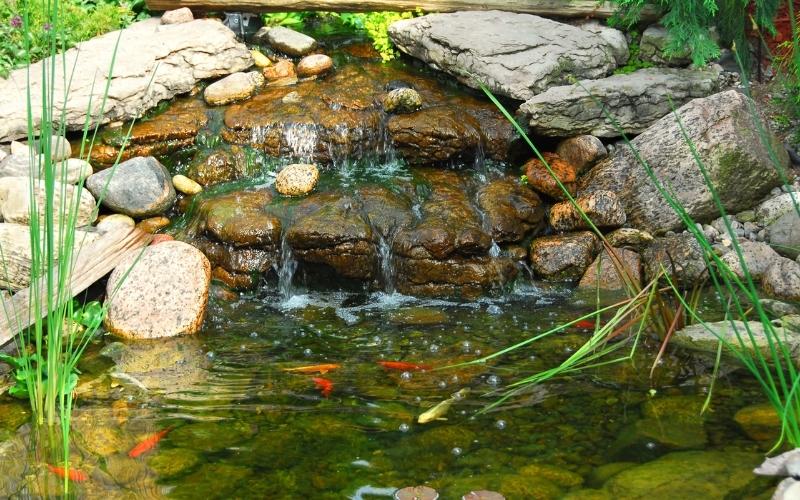 Koi Pond